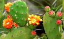 Bunny Ears Cactus